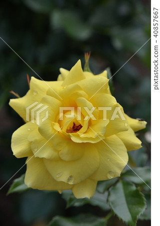 Roses (sun-flare) Roses (sun-flare) 40857667