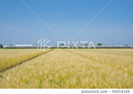 Barley autumn express Shirasagi Barley autumn express Shirasagi 40858166