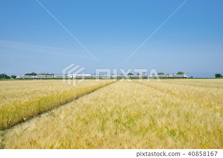 大麥秋天表達Shirasagi 40858167