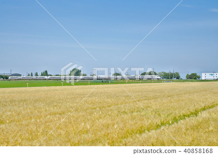 Barley autumn express Shirasagi 40858168