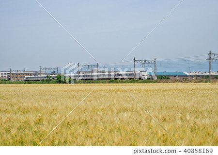 Barley autumn express Shirasagi 40858169