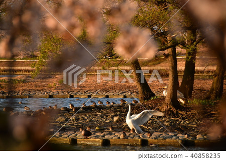 Spring of Luohu Spring of Luohu 40858235