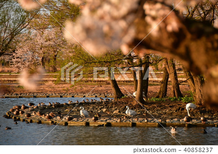 Spring of Luohu Spring of Luohu 40858237