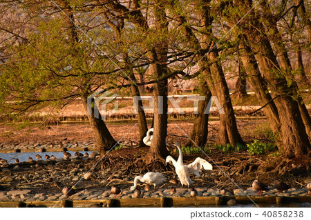 Spring of Luohu 40858238