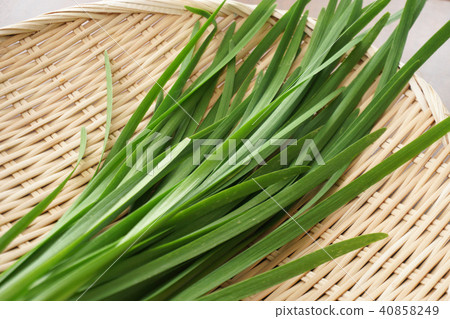 Chinese chive Chinese chive 40858249