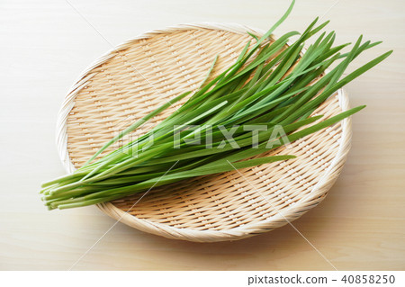 Chinese chive Chinese chive 40858250