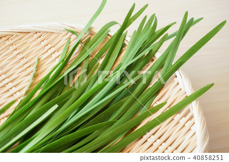 Chinese chive Chinese chive 40858251