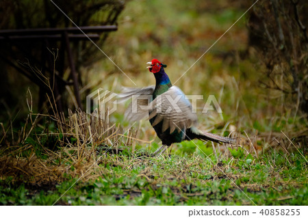 野雞砂漿的兩廂車 40858255