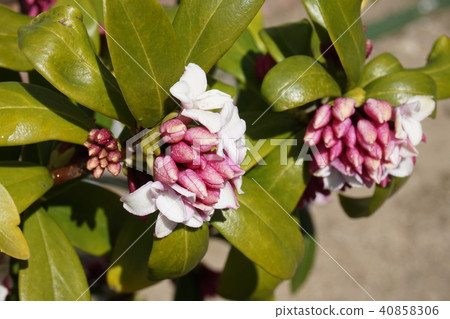 Sinking flower 40858306