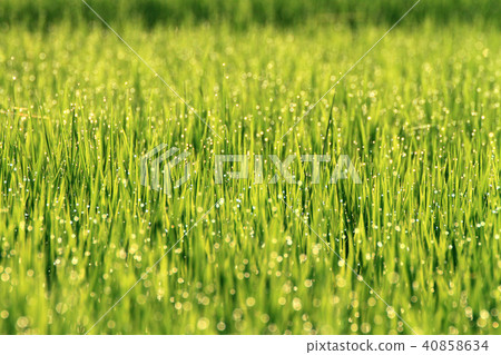 Morning dew Morning dew 40858634
