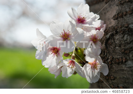 盛開在樹幹的櫻花 40858723
