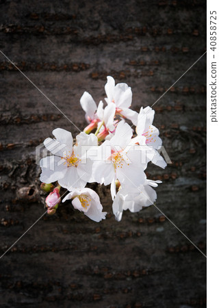 盛開在樹幹的櫻花 40858725