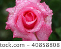 Rose wet with rain 40858808