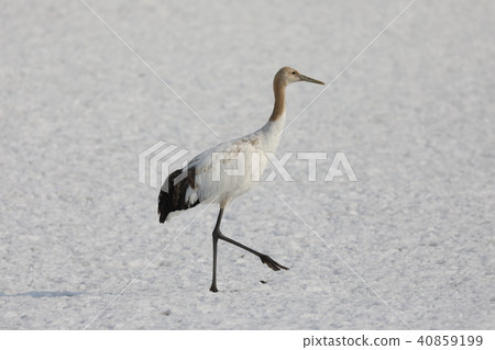 年輕的起重機鳥 40859199