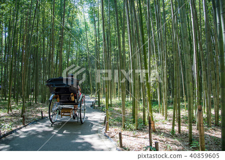 Kyoto Sagano Bamboo forest walking tourist Tourists taking a rickshaw 40859605