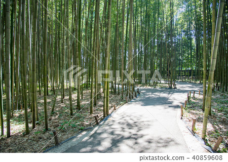 Walking path of Kyoto Hino Takebayashi 40859608