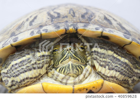 Middle turtle muggage from 40859628