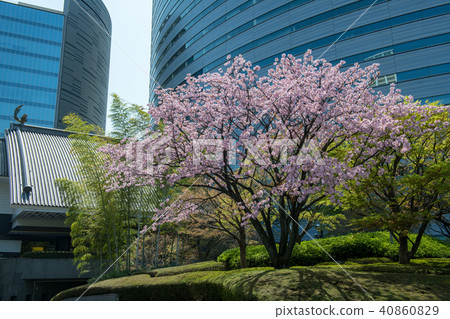 Sakura和Meguro Gajyoen·Ark塔（東京） 40860829