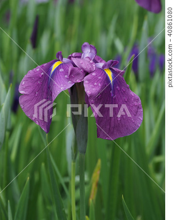 Hana shawve(雨後的水滴) Hana shawve(雨後的水滴) 40861080