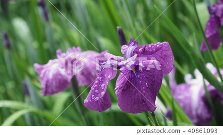 Hana shawve (with waterdrop after rain) 40861093