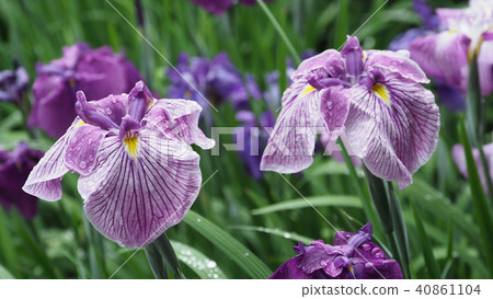 Hana shawve (with waterdrop after rain) 40861104