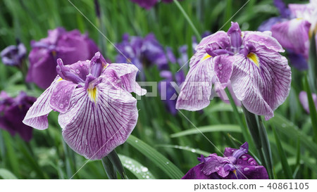 Hana shawve (with waterdrop after rain) 40861105