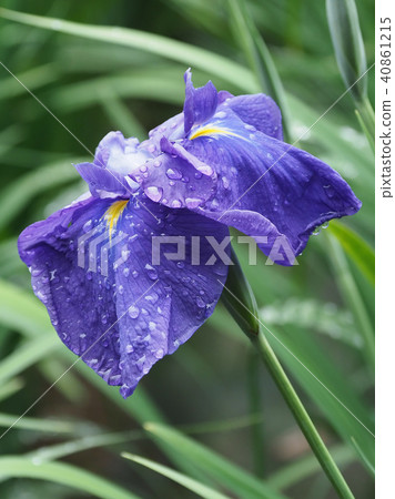 Hana shawve (with waterdrop after rain) Hana shawve (with waterdrop after rain) 40861215