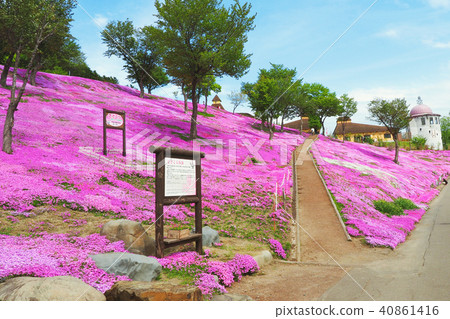 Shiba Sakura at Hokkaido Shiba Sakura Park 40861416