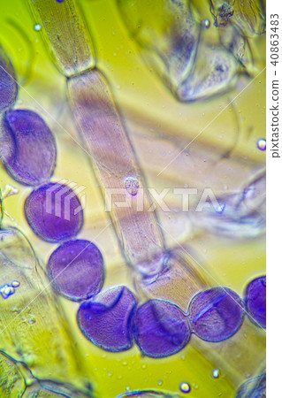 Photomicrograph 40863483