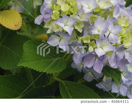 Hydrangea began to color Hydrangea began to color 40864311