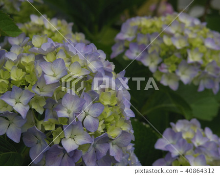 Hydrangea began to color Hydrangea began to color 40864312