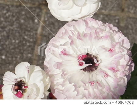 Ranunculus white flower 40864708