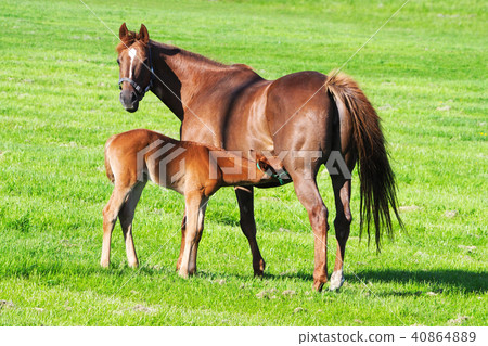 Female drinking breast / Hokkaido Hidaka Town New crown Thoroughbred Ginza Female drinking breast / Hokkaido Hidaka Town New crown Thoroughbred Ginza 40864889