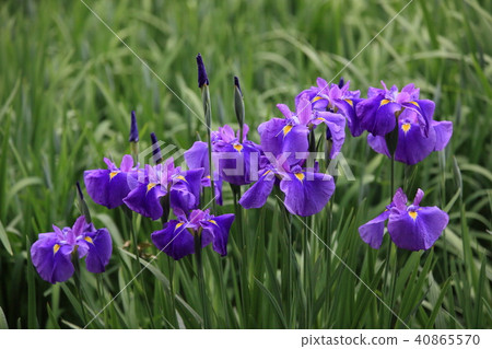Blue Purple Iris Goby Field Stock Photo Blue Purple Iris Goby Field Stock Photo