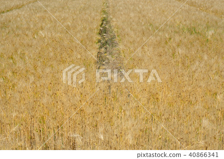 琵琶湖的Rokujo大麥 40866341