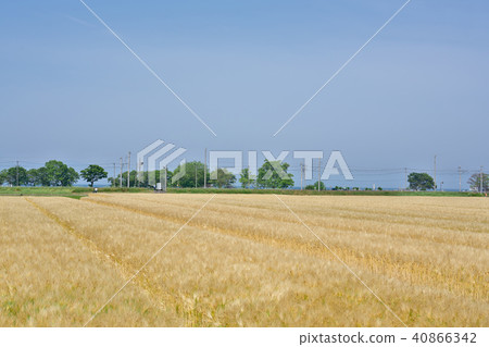 琵琶湖的Rokujo大麥 琵琶湖的Rokujo大麥 40866342