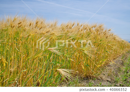 Rokujo barley of Lake Biwa Rokujo barley of Lake Biwa 40866352