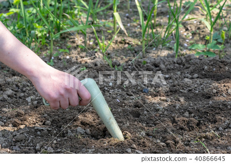 Hand works the soil with garden tool.  40866645