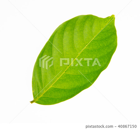 leaf or green leaf on a background. 40867150