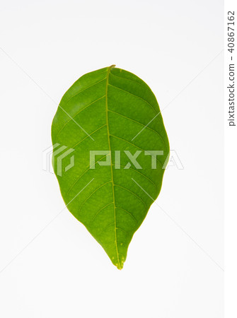 leaf or green leaf on a background. 40867162