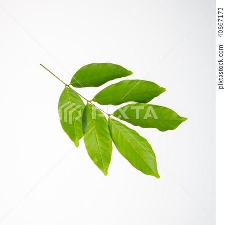 leaf or green leaf on a background. leaf or green leaf on a background. 40867173