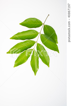 leaf or green leaf on a background. 40867197