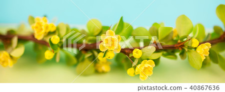 Spring blossoming barberry branch 40867636