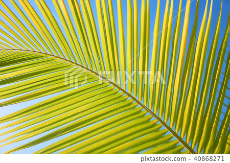 Leaves of coconut palms fluttering in the wind against blue sky. Bottom view. Bright sunny day 40868271