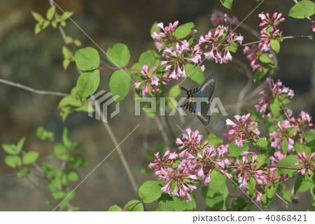 Miyama crow bean jellyfish bitch Miyama crow bean jellyfish bitch 40868421
