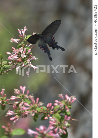 Onagaegeha bitch nectar 40868422