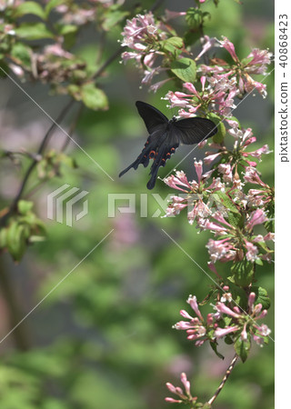 Onagaegeha bitch nectar 40868423