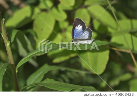 Opening a female wolfberry squirrel 40868428