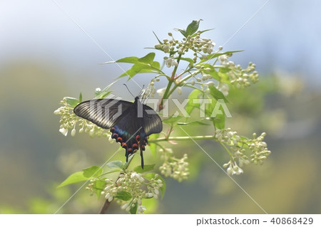 Miyama crow bean jelly with female beetlegi 40868429