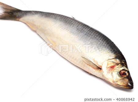 herring herring 40868942
